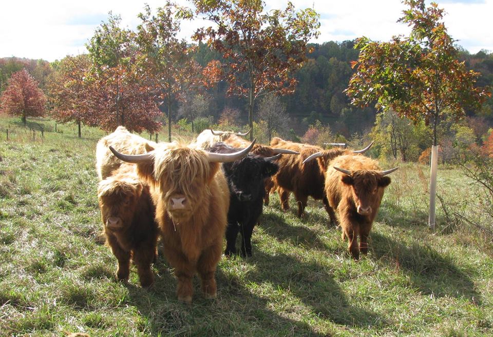 Two micro-miniature highland cows at Cherry Crest Adventure Farm 