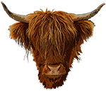 Highland Cattle Head