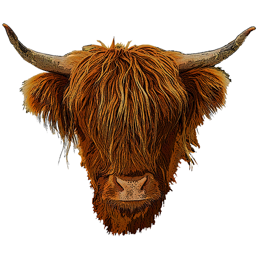 Scottish Highland Cow's head