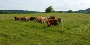 Highland cattle mob grazing.