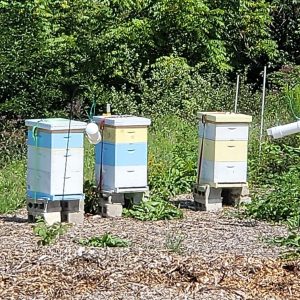 Pittsburgher Highland Farm Apiary