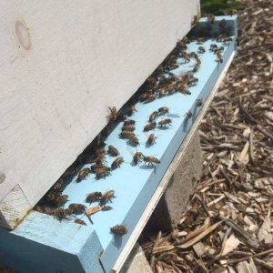 Bees in the Apiary