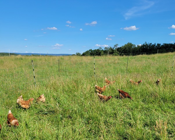 chickens grazing