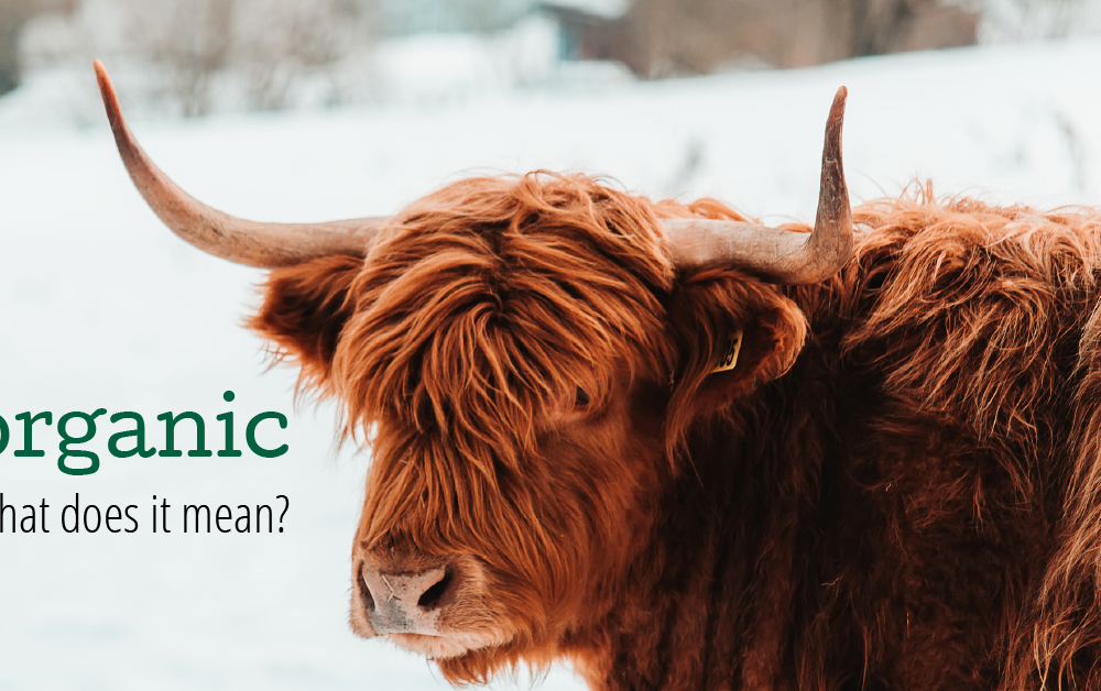 Scottish Highlander Cattle with the word organic