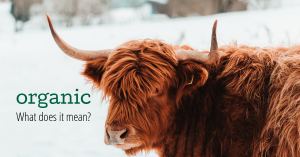 Scottish Highlander Cattle with the word organic