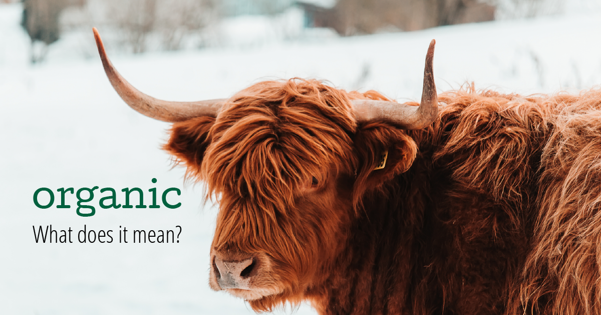 About Highland Cattle - Pittsburgher Highland Farm