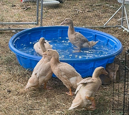 ducks