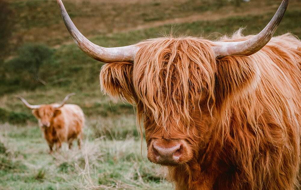 Highland Cattle