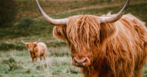 Highland Cattle