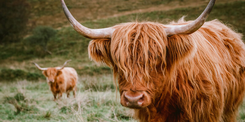 Highland Cattle – More Than a Pretty Face…